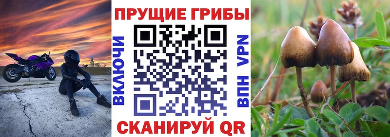 Купить  Коммунар  Псилоцибиновые грибы Magic Shrooms 